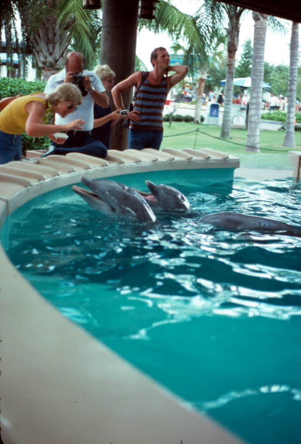 Dolphins greet tourists - Orlando, Florida .