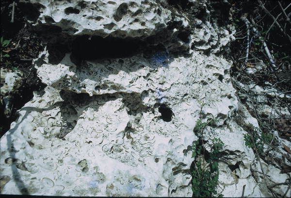 Fossils in rocks at Suwannee Springs- Live Oak Region, Florida