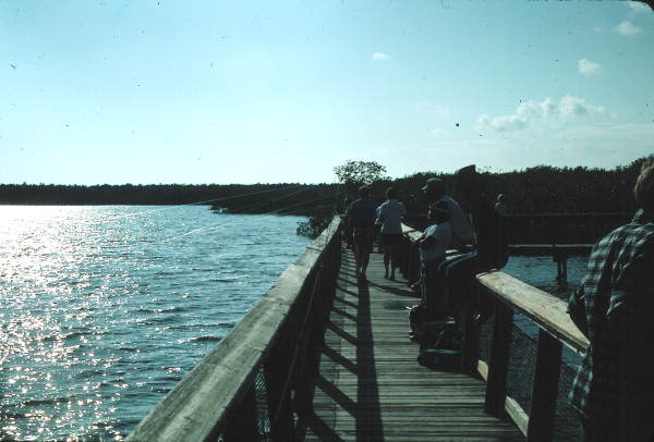 Visitors enjoy the bridge - Everglades National Park, Florida
