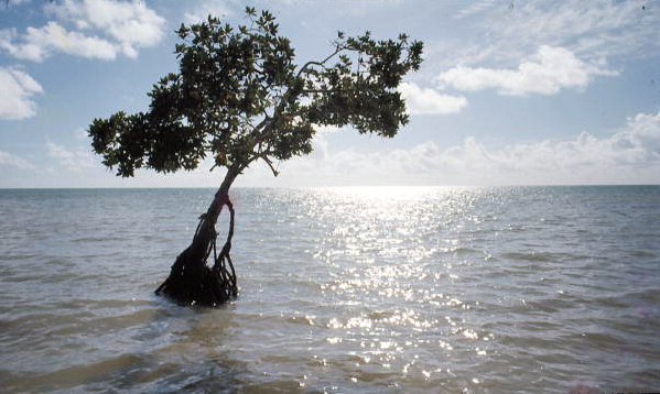 Tree in the Sea at Long Key State Park