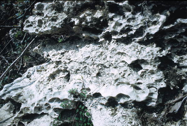 Fossils embedded in rocks - Suwannee Springs, Florida