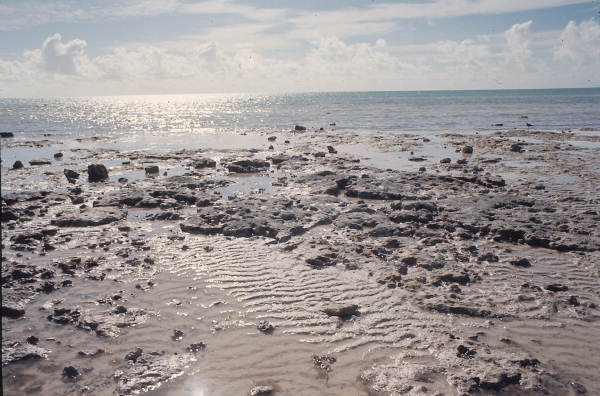 Close up of the shoreline