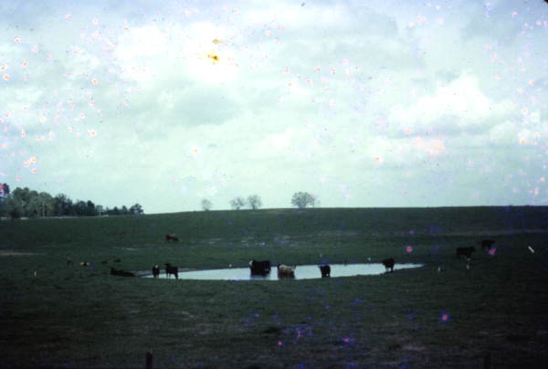 Cattle graze in pastures - Suwannee County, Florida
