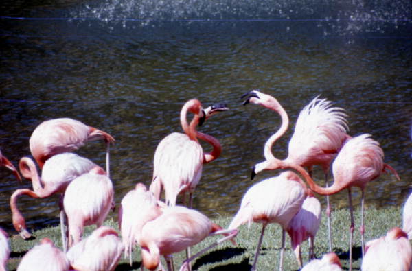 Flamingos at Parrot Jungle - Miami, Florida .