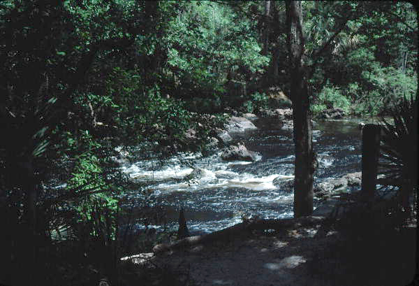Lime Sink Run in Suwannee River State Park
