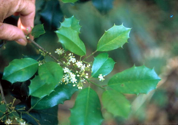 Holly blossoms grow in Suwannee River State Park