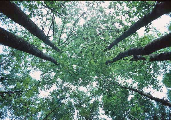 Looking into the sky at Suwannee River State Park