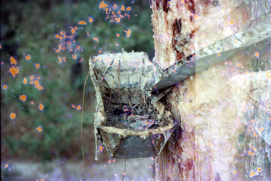 Turpentine tree at Suwannee River State Park