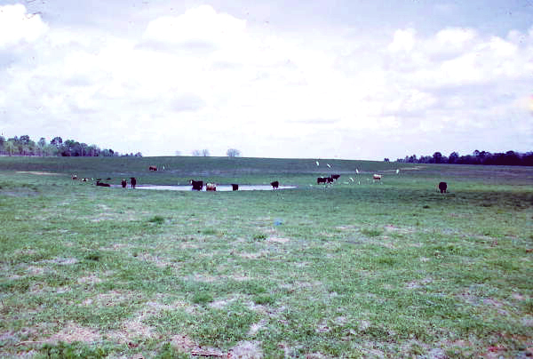 Cattle grazing - Suwannee County, Florida