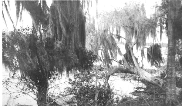 Trees over Lake Hollingsworth - Orlando, Florida