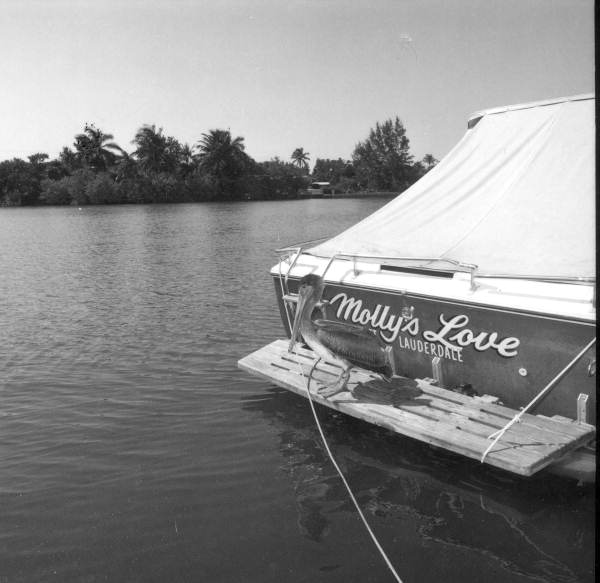 View of pelican on the back of "Molly's Love" boat - Fort Lauderdale, Florida