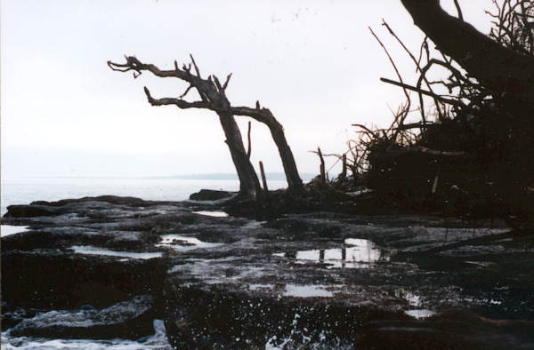 Humate is exposed on the eroding shoreline at Big Talbot Island State Park - Jacksonville, Florida .