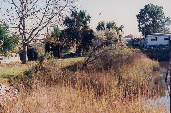 Trees and homes near the canal - Horseshoe Beach, Florida