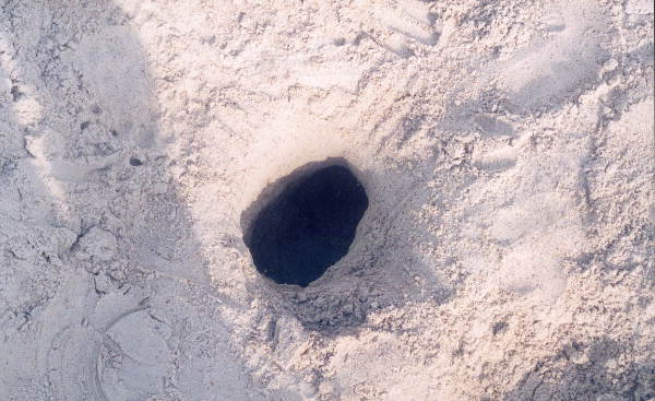 Turtle's nest is uncovered - Little Talbot Island, Florida