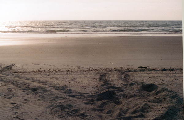 Site of the nest and the beach - Little Talbot Island, Florida