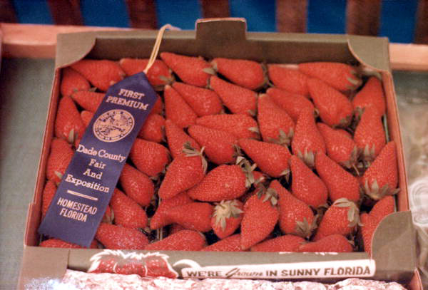 View of blue ribbon strawberries at the Dade County Fair and Exposition - Homestead, Florida