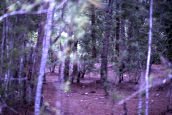 View of a forest - Sarasota, Florida.