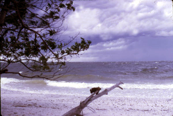 View of the beach - Sarasota, Florida.