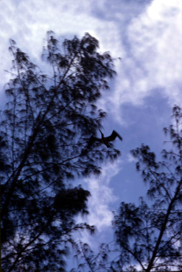 View looking towards a bird in the tree top - Sarasota, Florida