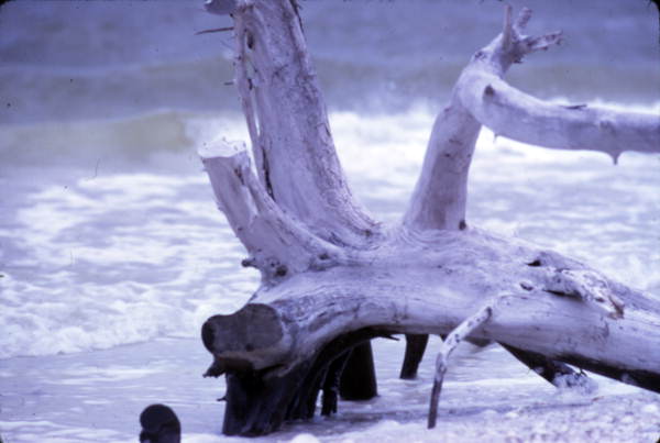 Close-up view of driftwood - Sarasota, Florida