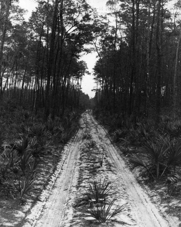 Dirt road in a forest - Big Scrub, Florida