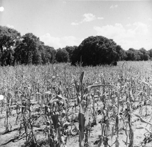 Crop fields at Baxter Place