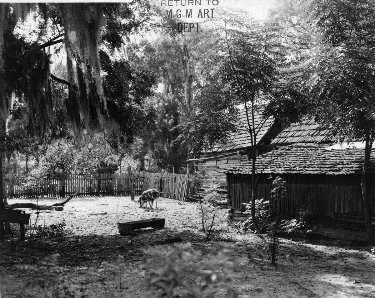 Pig in the farmyard of a house used in filming the motion picture ?The Yearling?