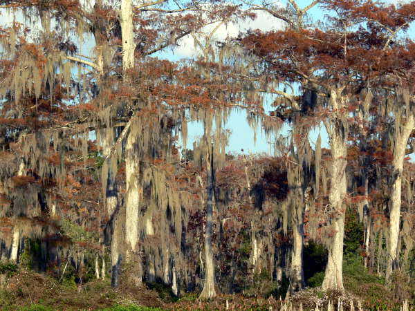 View of cypress trees at the Edward Ball Wakulla Springs State Park