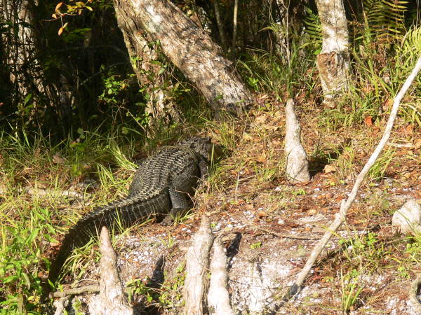 View of an alligator at the Edward Ball Wakulla Springs State Park