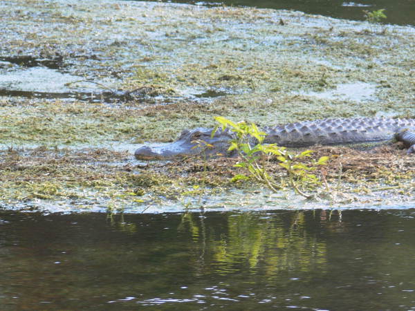 View showing an alligator at the Edward Ball Wakulla Springs State Park