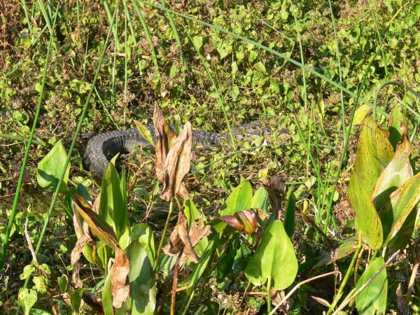 View showing alligator in the vegetation at the Edward Ball Wakulla Springs State Park