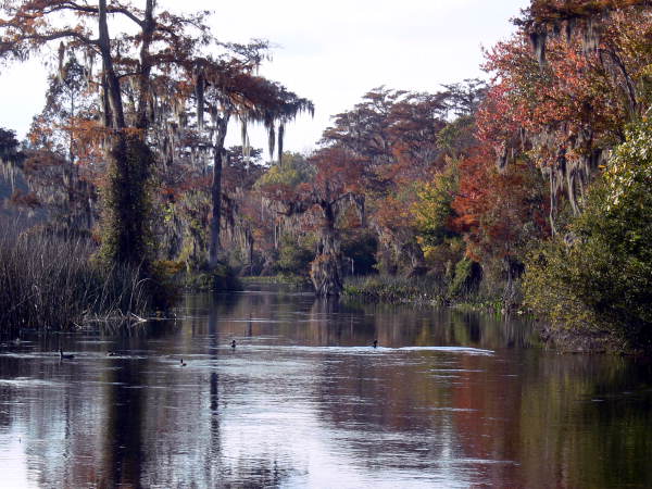 Scenic view at the Edward Ball Wakulla Springs State Park