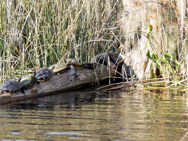 View of turtles on a log with an alligator at the Edward Ball Wakulla Springs State Park
