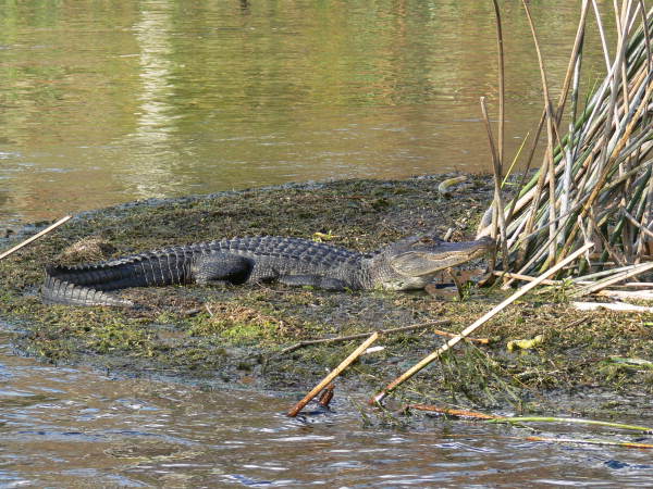 View of alligator at the Edward Ball Wakulla Springs State Park