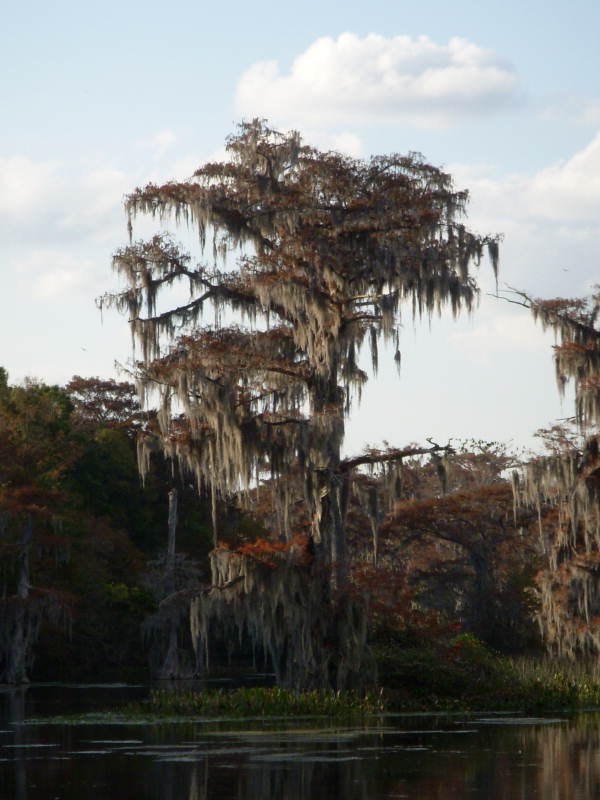 View of tree draped with Spanish moss at the Edward Ball Wakulla Springs State Park