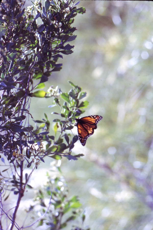 Monarch butterfly.