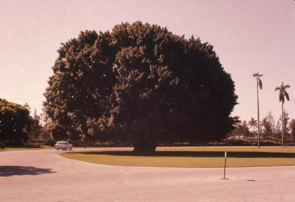 Large tree at the Hialeah Park racetrack.