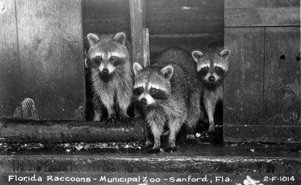 Postcard showing raccoons at the Municipal Zoo in Sanford, Florida.