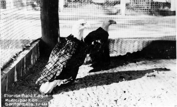 Postcard showing bald eagles at the Municipal Zoo in Sanford, Florida.