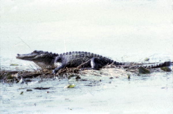 Alligator.