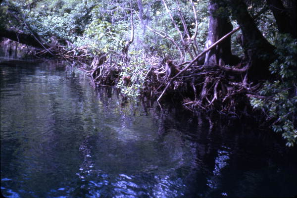 View showing Rhesus monkeys at the Silver Springs attraction in Ocala, Florida.