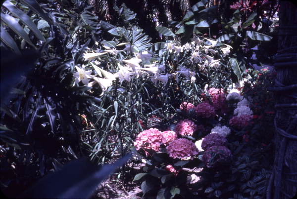White lilies and chrysanthemums at the Cypress Gardens theme park in Winter Haven, Florida.
