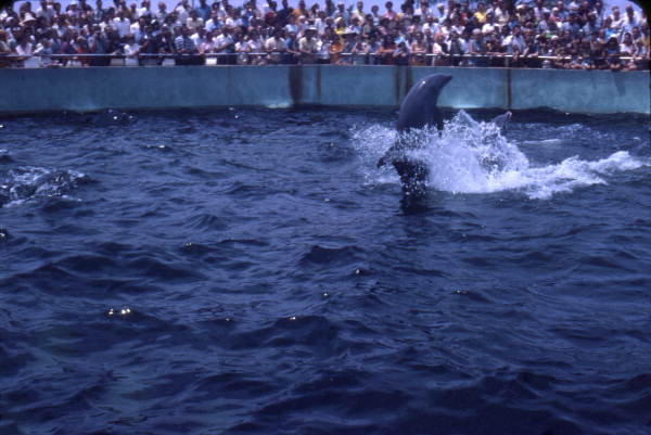 View of a dolphin show at the Miami Seaquarium attraction.