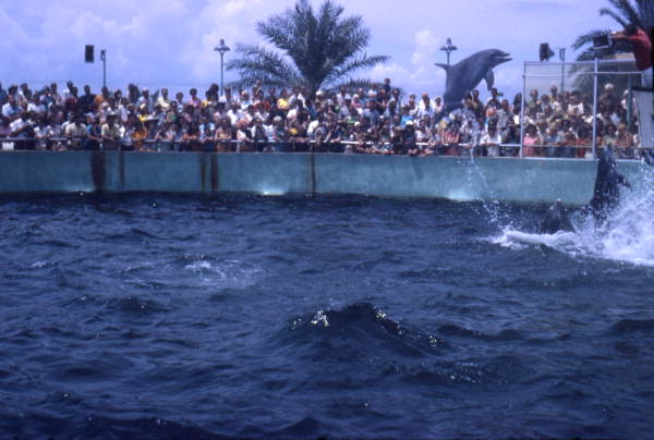 Audience watching a dolphin show at the Miami Seaquarium attraction.