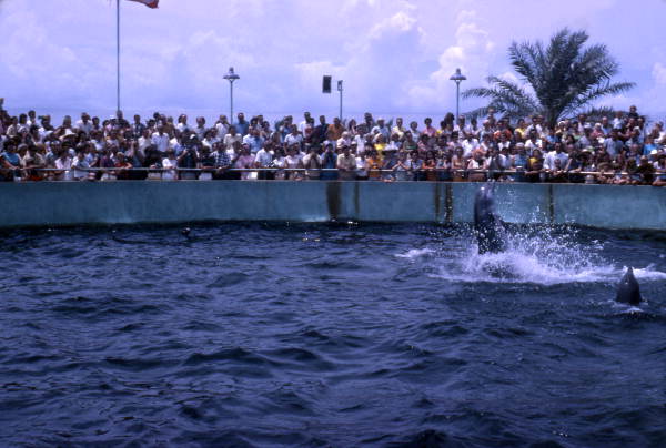 Audience watching a dolphin show at the Miami Seaquarium attraction.