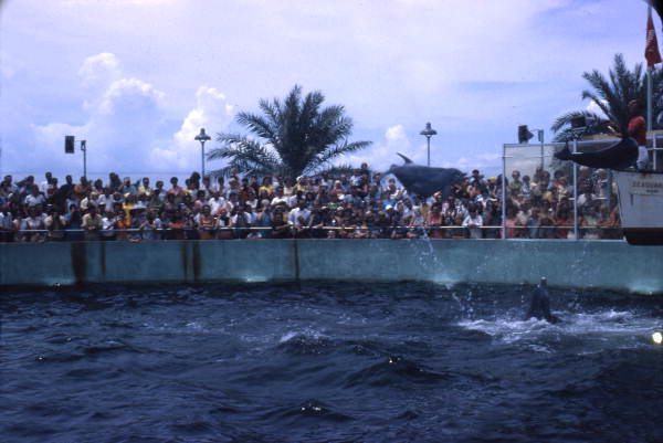 Audience watching dolphins leaping out of the water during a show at the Miami Seaquarium attraction.