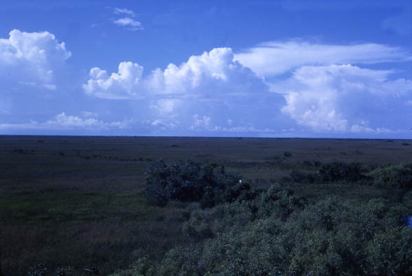 Scenic view in the Everglades.