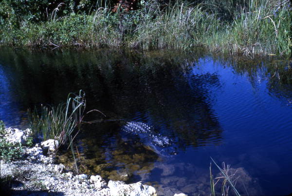 Gator in the Everglades.