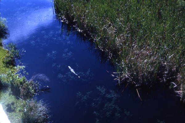 Alligator swimming in the Everglades.