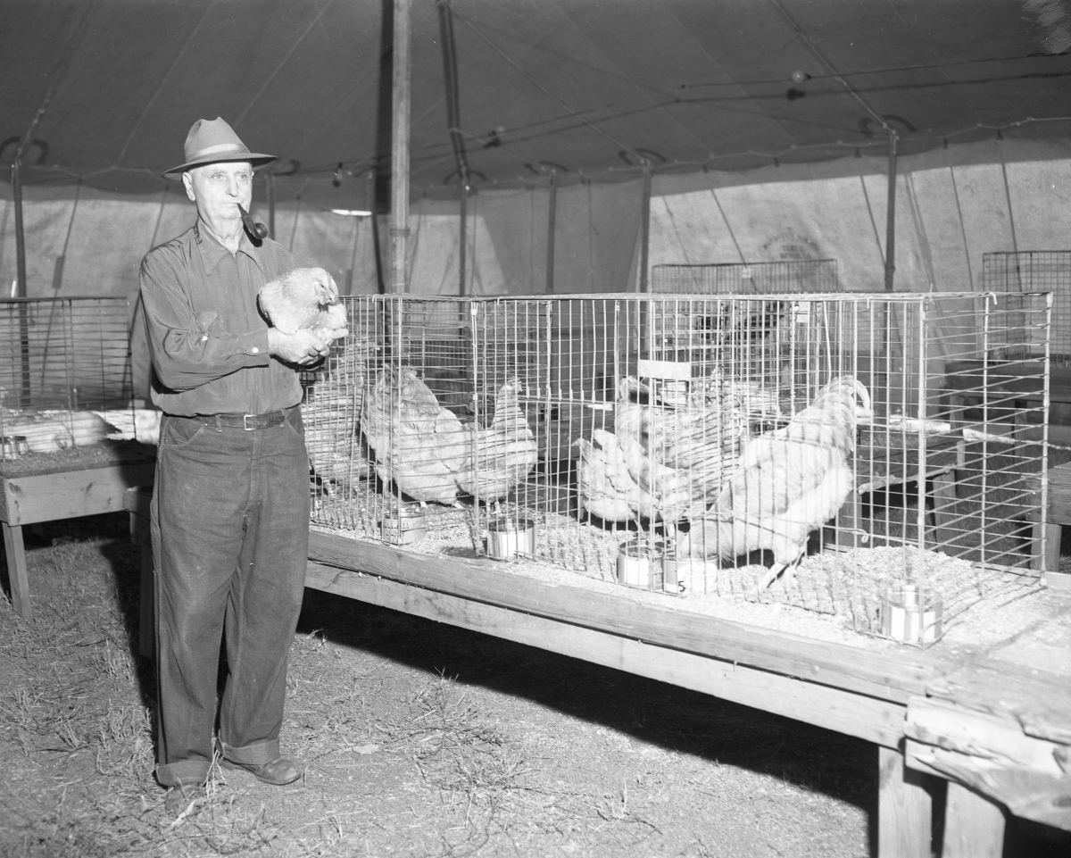 North Florida Fair poultry exhibitor and his chickens